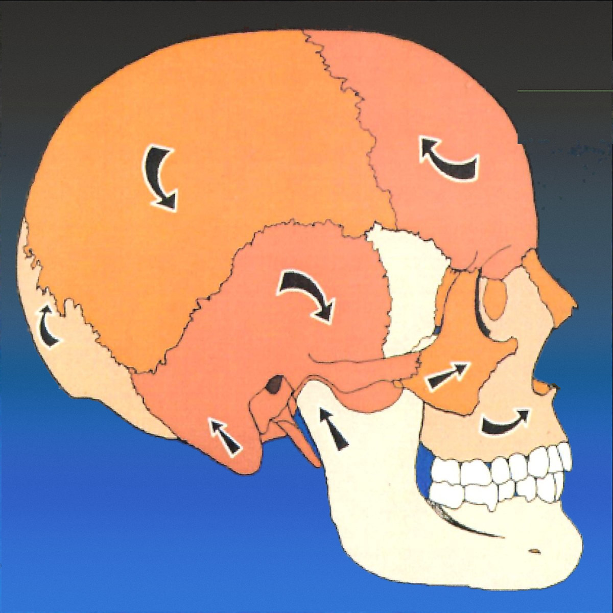 Cranial bone motion during exhalation — sutures closed
