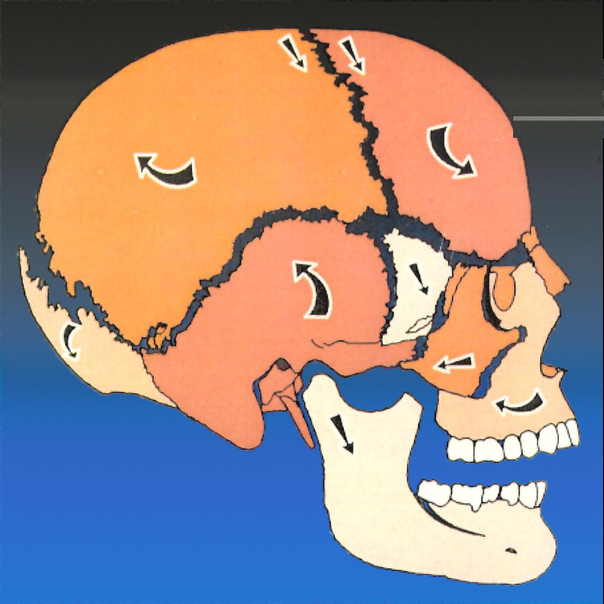 Cranial bone motion during inhalation — sutures open