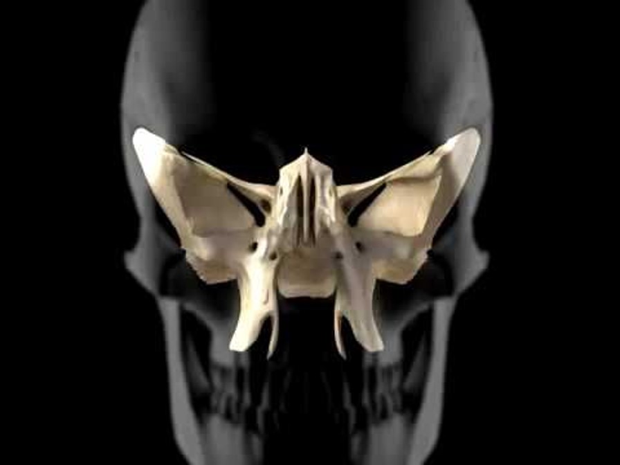 Diagram of the sphenoid bone within the human skull — the central cranial bone CFR works to mobilize